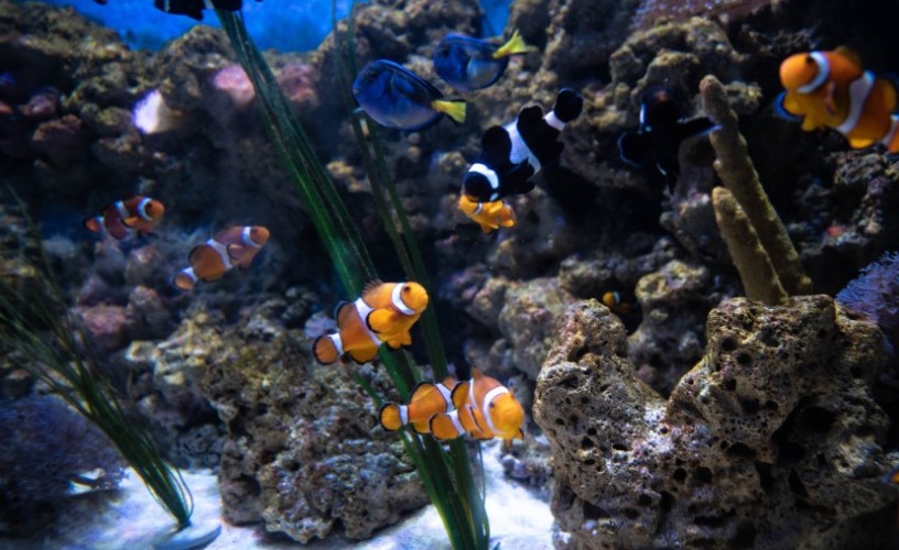 Bristol Aquarium clownfish in tank